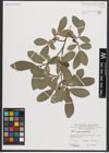 Foto von Salix appendiculata Vill.
